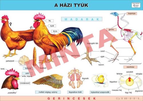 A házi tyúk