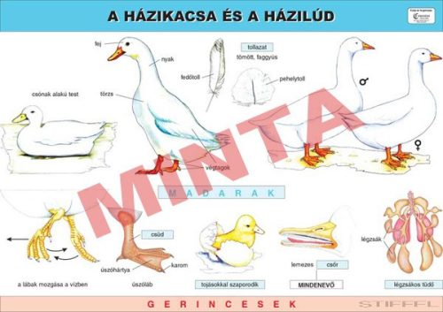 A házikacsa és a házilúd