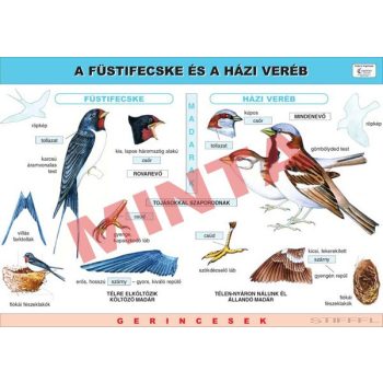 A házi veréb és a füstifecske