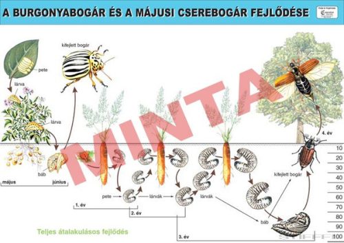 A burgonyabogár és a májusi cserebogár fejlődése