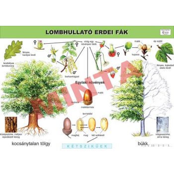 Lombhullató erdei fák