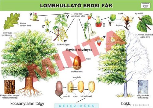 Lombhullató erdei fák