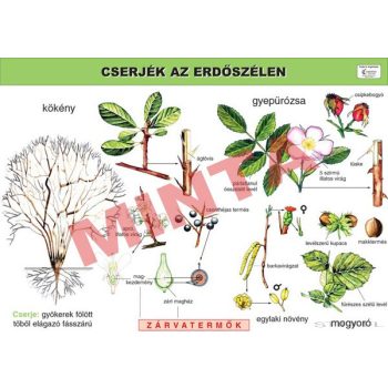 Cserjék az erdőszélen