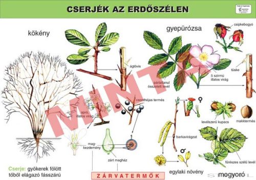 Cserjék az erdőszélen