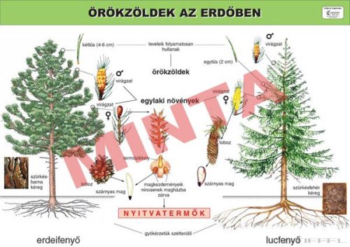 Örökzöldek az erdőben
