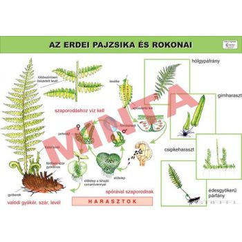 Az erdei pajzsika és rokonai