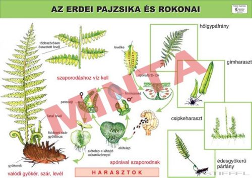 Az erdei pajzsika és rokonai