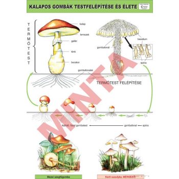A kalapos gombák teste és élete