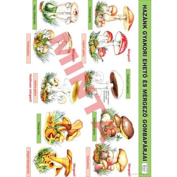 Hazánk gyakori ehető és mérgező gombapárjai