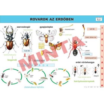 Rovarok az erdőben oktatótabló