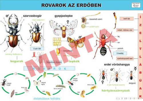 Rovarok az erdőben