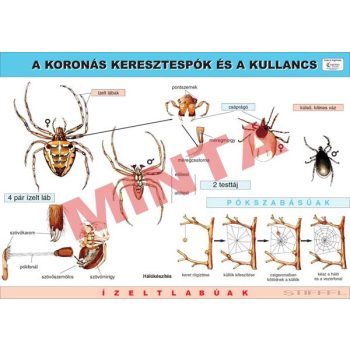 A koronás keresztespók és a kullancs