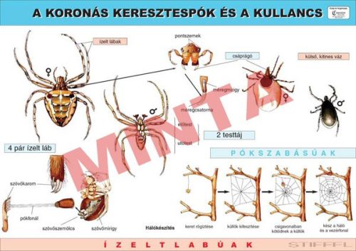 A koronás keresztespók és a kullancs