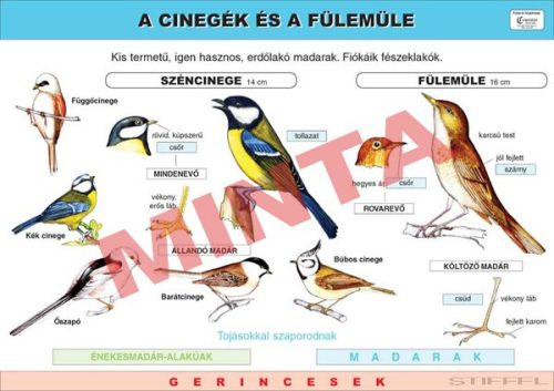 A cinegék és a fülemüle