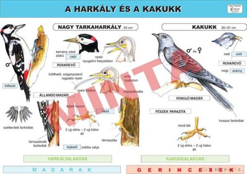 A harkály és a kakukk