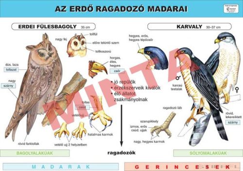 Az erdő ragadozó madarai