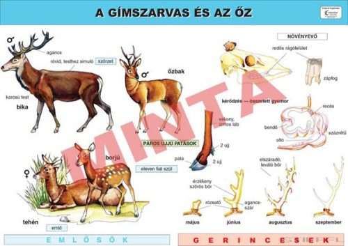 A gímszarvas és az őz