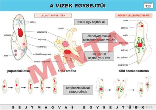 A vizek egysejtűi