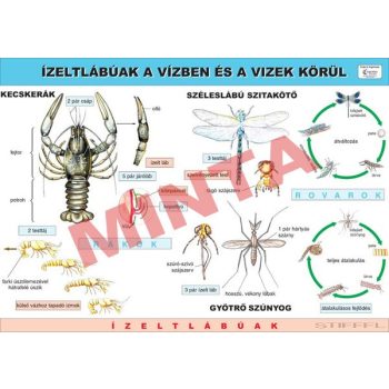 Ízeltlábúak a vízben és a vizek körül