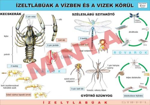 Ízeltlábúak a vízben és a vizek körül