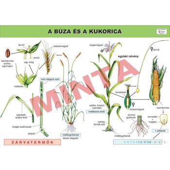 A búza és a kukorica