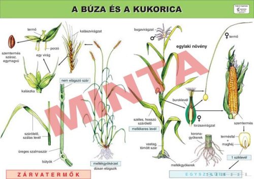 A búza és a kukorica