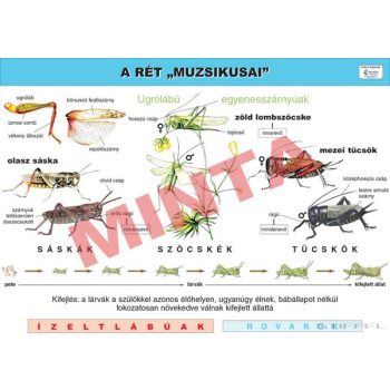 A rét "muzsikusai" oktatótabló