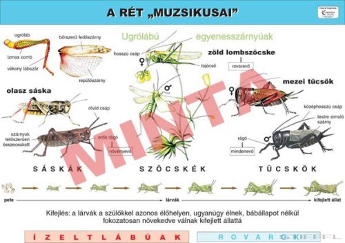 A rét "muzsikusai"