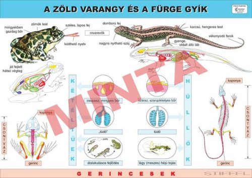 A zöld varangy és a fürge gyík