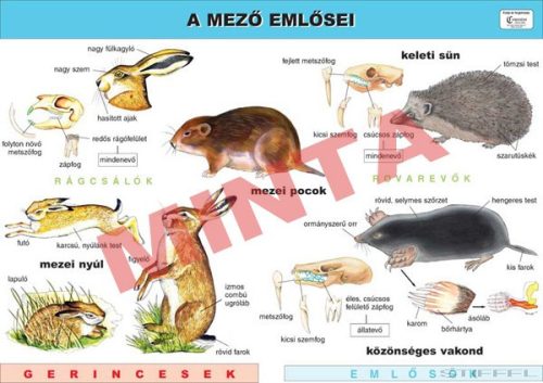 A mező emlősei