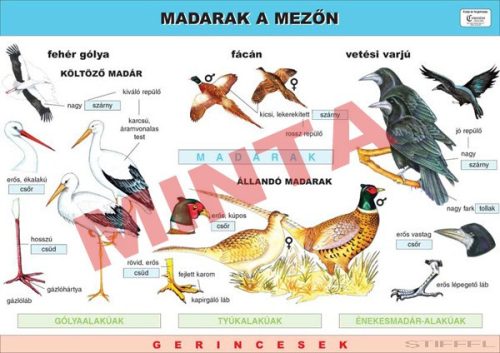 Madarak a mezőn