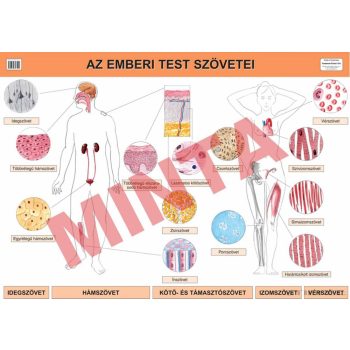 Az emberi test szövetei
