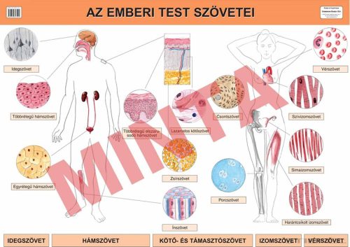 Az emberi test szövetei