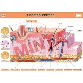 A bőr felépítése