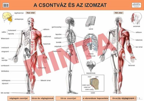 A csontváz és az izomzat