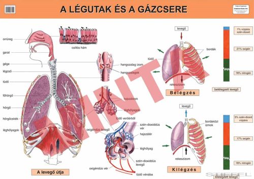 A légutak és a gázcsere
