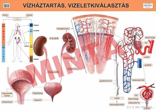 Vízháztartás, vizelet-kiválasztás
