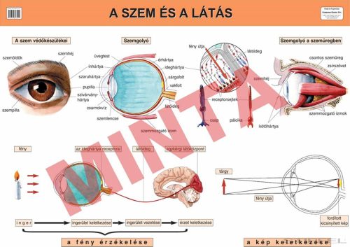 A szem és a látás