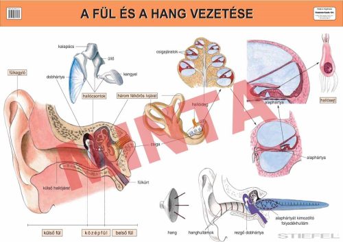 A fül és a hang vezetése