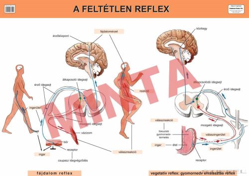 A feltétlen reflex