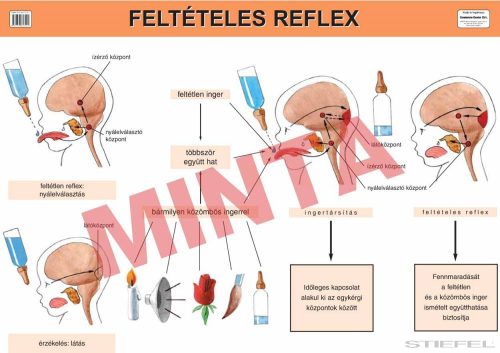 Feltételes reflex