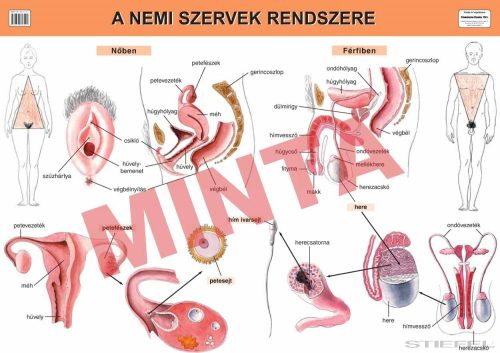 A nemi szervek rendszere