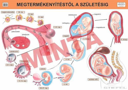 Megtermékenyítéstől a születésig
