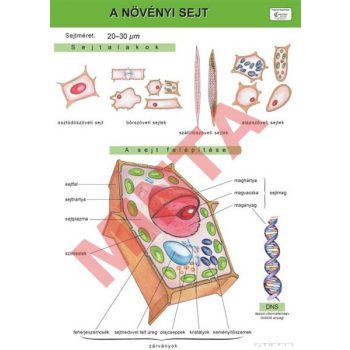 A növényi test szövetei