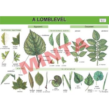 A lomblevél