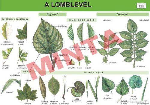 A lomblevél