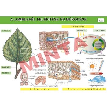 A lomblevél felépítése és működése