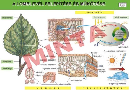 A lomblevél felépítése és működése