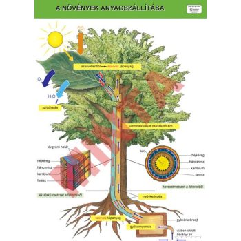 A növények anyagszállítása