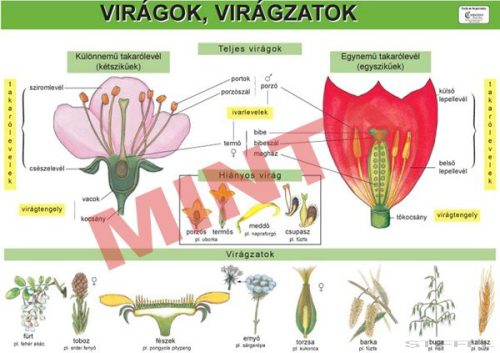 Virágok, virágzat